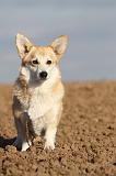 CORGI PEMBROKE 700